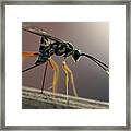 Long Legged Alien Framed Print