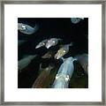 Longfin Squid In Formation Framed Print
