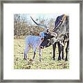Longhorn Cow Little Lady With Her Calf Framed Print