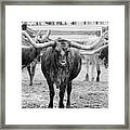 Longhorn Leader Framed Print