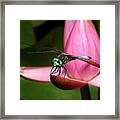 Look Of A Dragonfly Framed Print