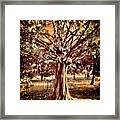 Looking Around-251 Framed Print