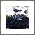 Looking Bright Now. Sea Mew Framed Print