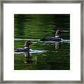 Loons Swimming Framed Print