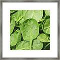 Loose Spinach Leaves Background Framed Print