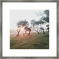 Lost In The Fanal Forest Framed Print