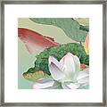Lotus Flower And Koi Framed Print