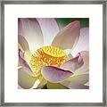Lotus Flower Bloom Framed Print