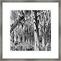 Louisiana Swamp Framed Print