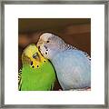 Love Birds Framed Print