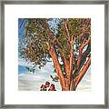 Love Under The Cypress Tree Framed Print