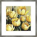 Lovely Yellow Tulips Framed Print