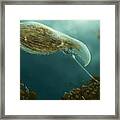 Loxophyllum Attacked By Lacrymaria Framed Print