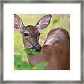 Lunch Date With A Doe Framed Print