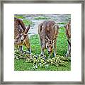Lunch With Friends Framed Print