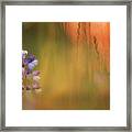 Lupine Impressions Fl10629 Framed Print