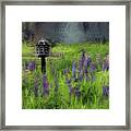Lupine Wind In A Birds Paradise Framed Print