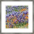 Lupines And Poppies Framed Print