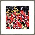 Luscious Red Tulips Framed Print