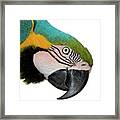 Parrot Framed Print