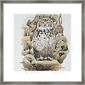 Mackinder's Cape Eagle-owl Framed Print