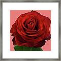 Macro Of Red Rose Framed Print