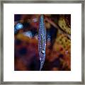 Macro Photography - Autumn Water Drops Framed Print