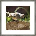 Madagascar Magpie Robin Female Framed Print