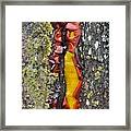 Madrone Tree Bark Abstract Framed Print