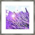 Magic Lavender Framed Print