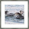 Magnificent Throat Pouch 7 Framed Print