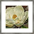 Magnolia Beauty Framed Print