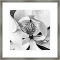 Magnolia Blossom - Classic Black And White Framed Print