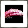 Magnolia Bud Framed Print