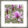 Magnolia Eleanor May Tree Flower In Spring Framed Print