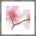 Pink Magnolia Flowers Framed Print