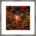 Magnolia Light #j8 Framed Print