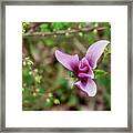 Magnolia Liliiflora Framed Print