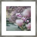 Magnolias Framed Print