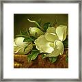 Magnolias On Gold Velvet Cloth Framed Print