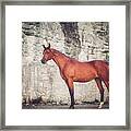 Magnum - Horse Art Framed Print