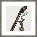 Magpie Bird Of Paradise Female -  Vintage Bird Illustration - Birds Of Paradise - Jacques Barraband Framed Print
