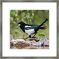 Magpie In Profile Eating Cheese On The Rocks At The Pond Framed Print