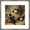 Magpies Round A Dead Woodgrouse Framed Print