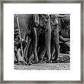 Mahout And The Elephants Framed Print