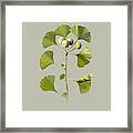 Maidenhair Tree And Frog Framed Print