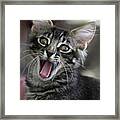 Maine Coon Cat 5 Framed Print