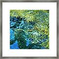 Maine Seaweed Framed Print