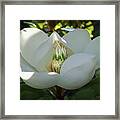 Majestic Magnolia Opening Framed Print