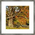 Majestic Maple Fall Colors Framed Print